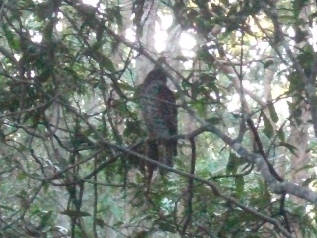 Powerful Owl - ML638312142