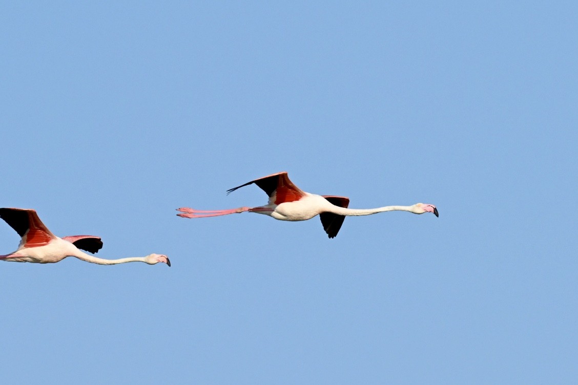 פלמינגו גדול - ML638312147