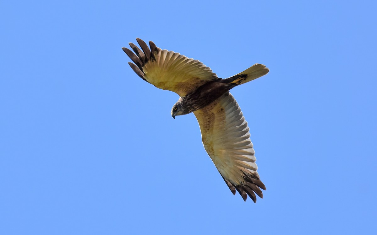 Western Marsh Harrier - ML638312158