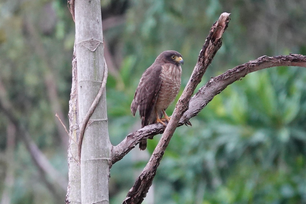 Roadside Hawk - ML638312179