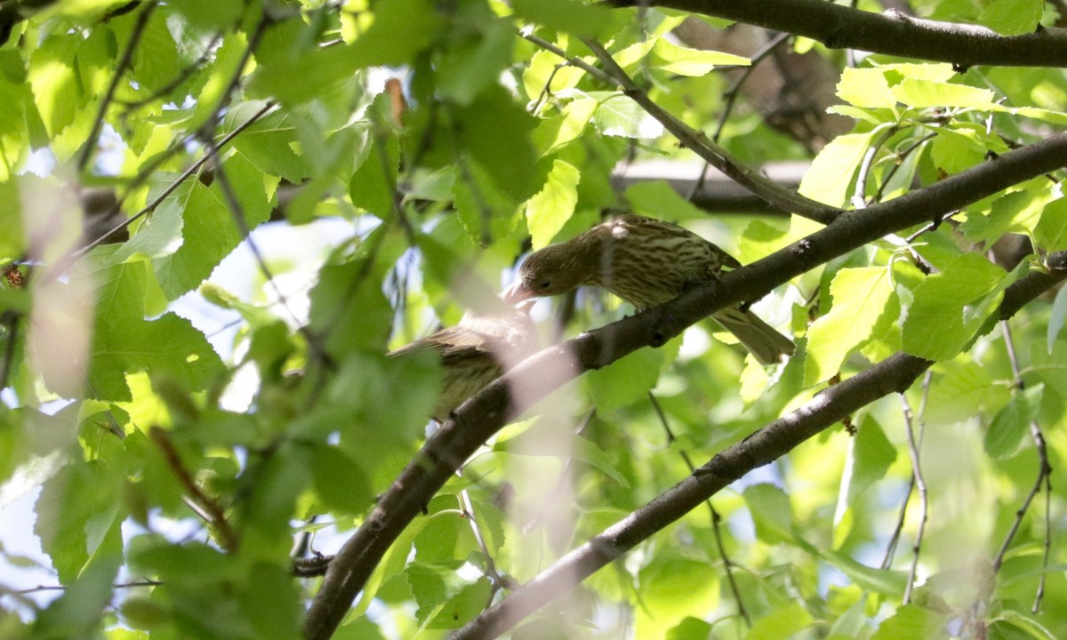 House Finch - ML638312189