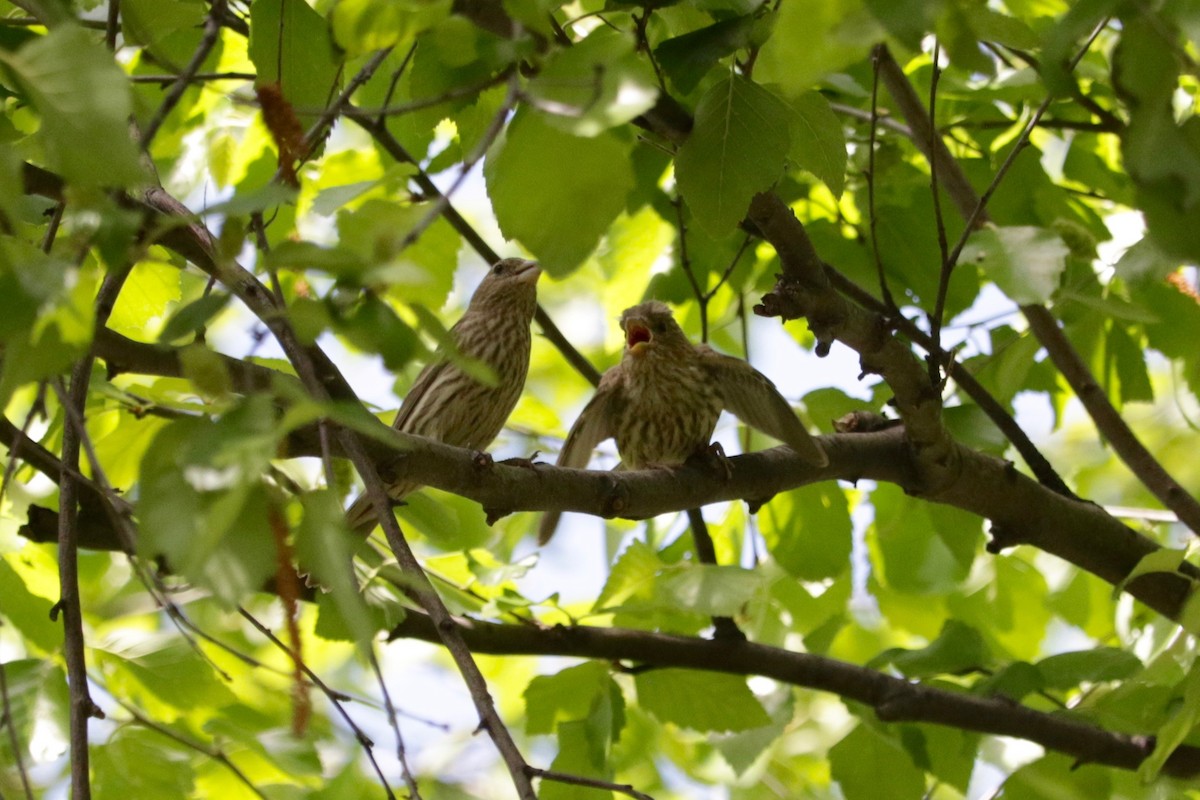 House Finch - ML638312190