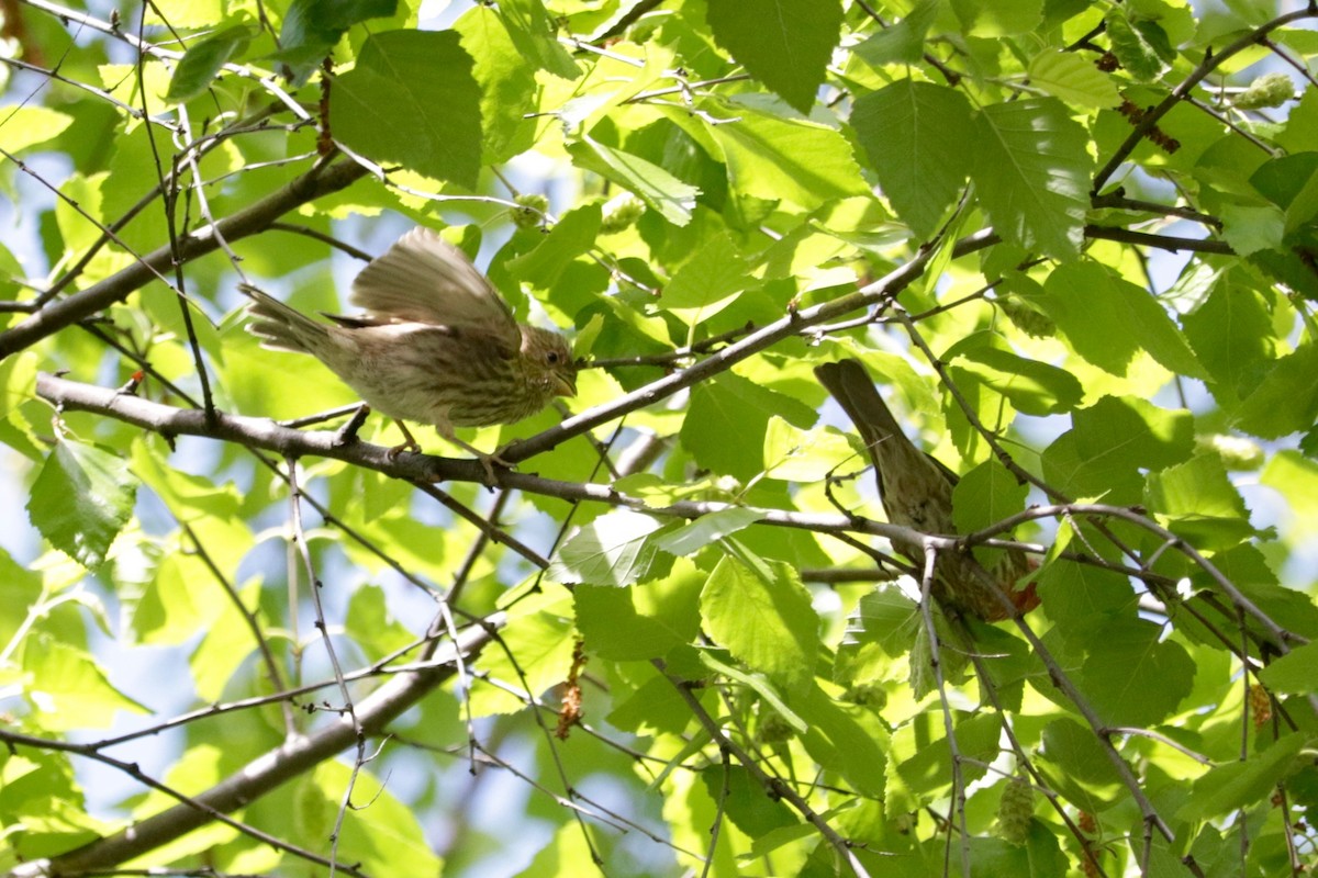 House Finch - ML638312191