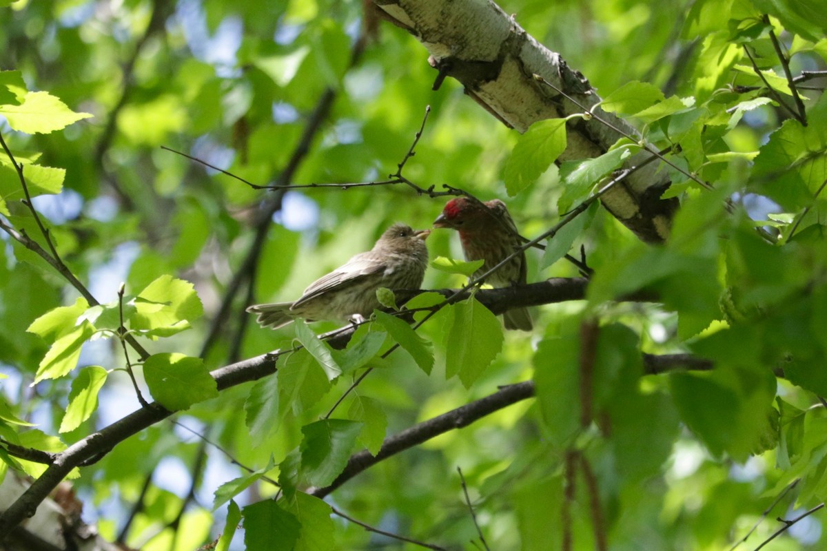 House Finch - ML638312192