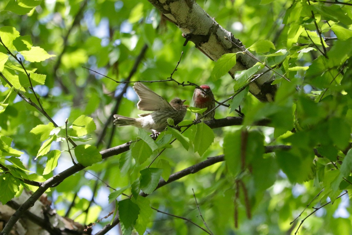 House Finch - ML638312194