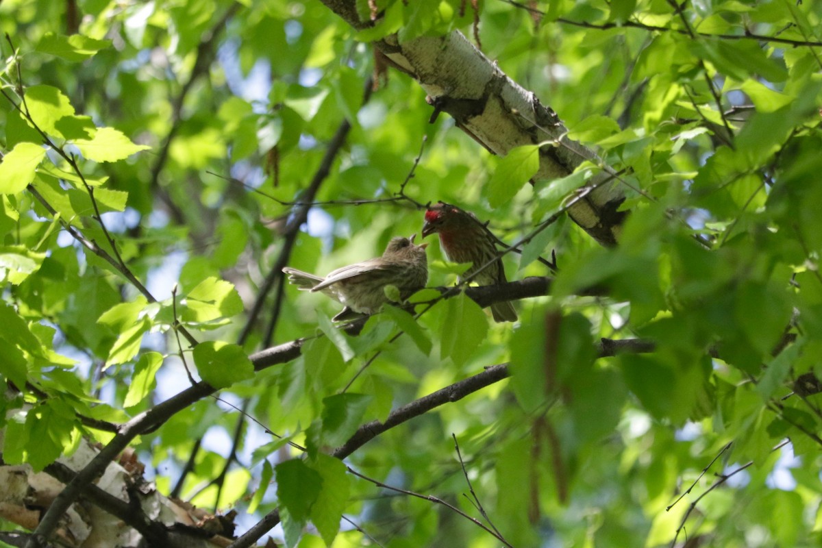 House Finch - ML638312195