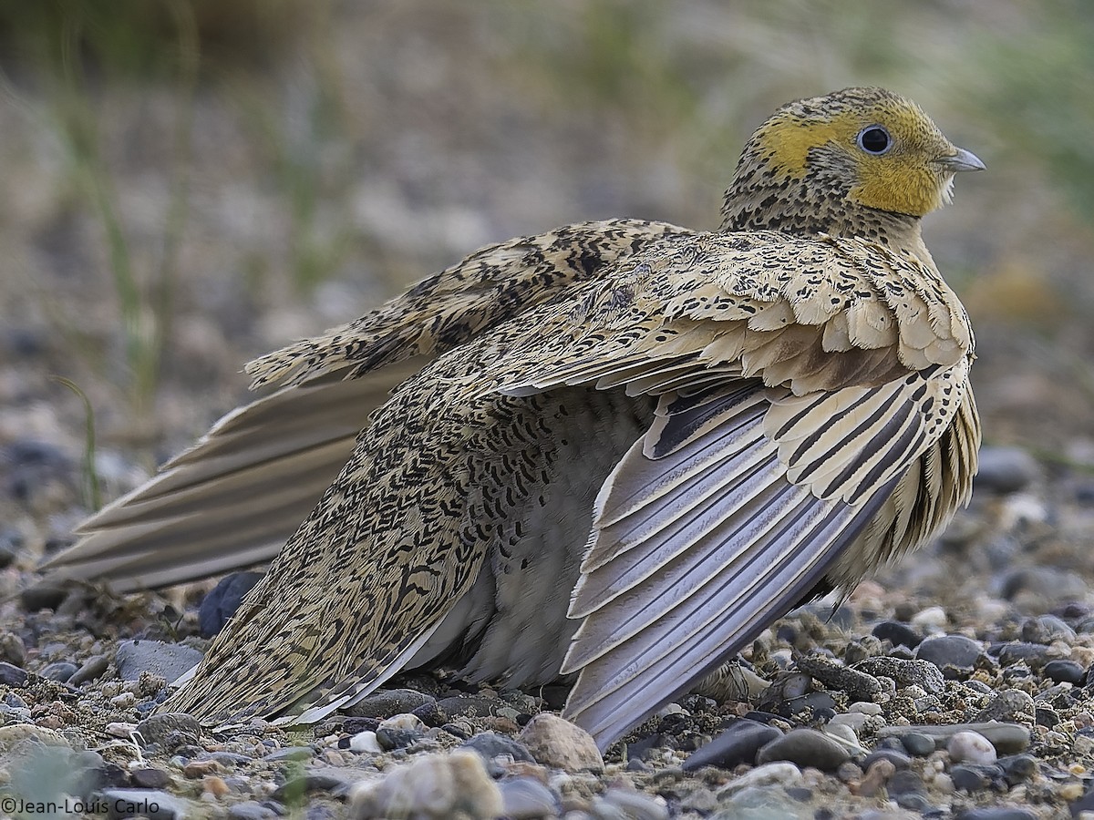 Pallas's Sandgrouse - ML638312200