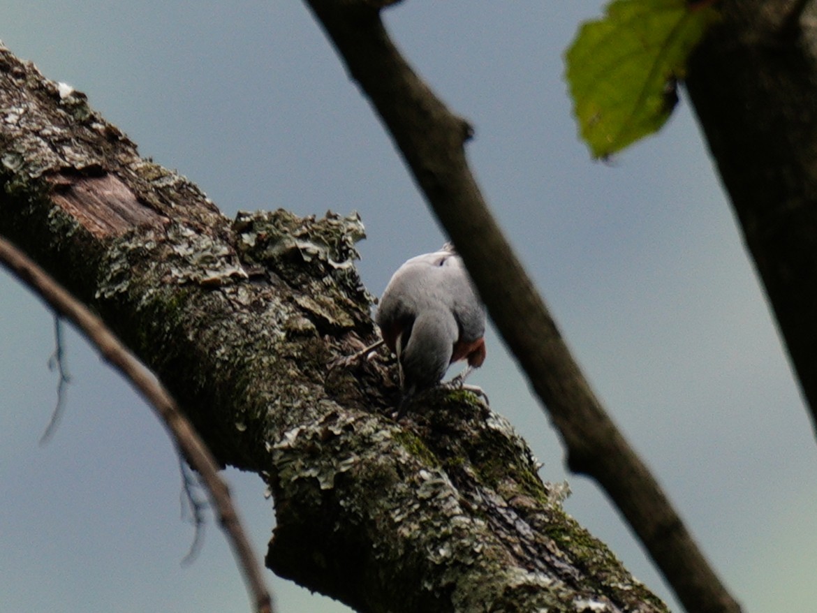 Chestnut-bellied Nuthatch - ML638312210
