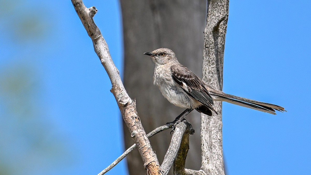 Northern Mockingbird - ML638312211