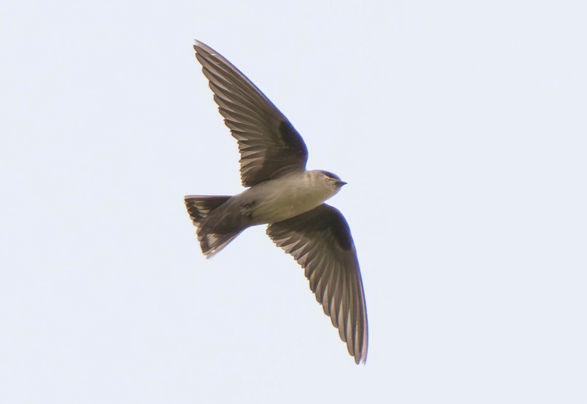 Pale Crag-Martin - ML638312219