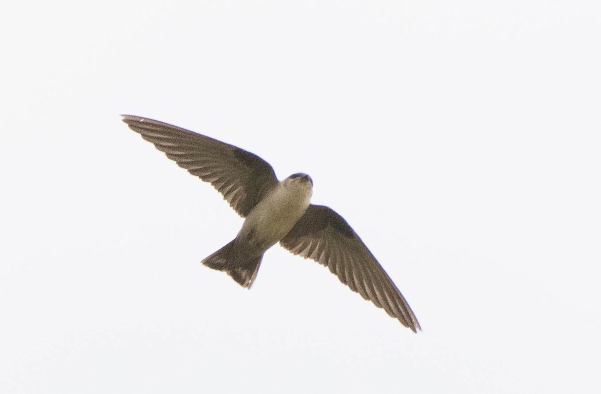 Pale Crag-Martin - ML638312220