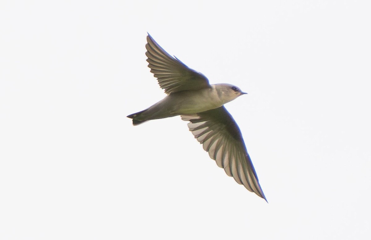 Pale Crag-Martin - ML638312221