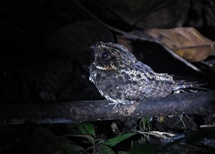 Silky-tailed Nightjar - ML638312224