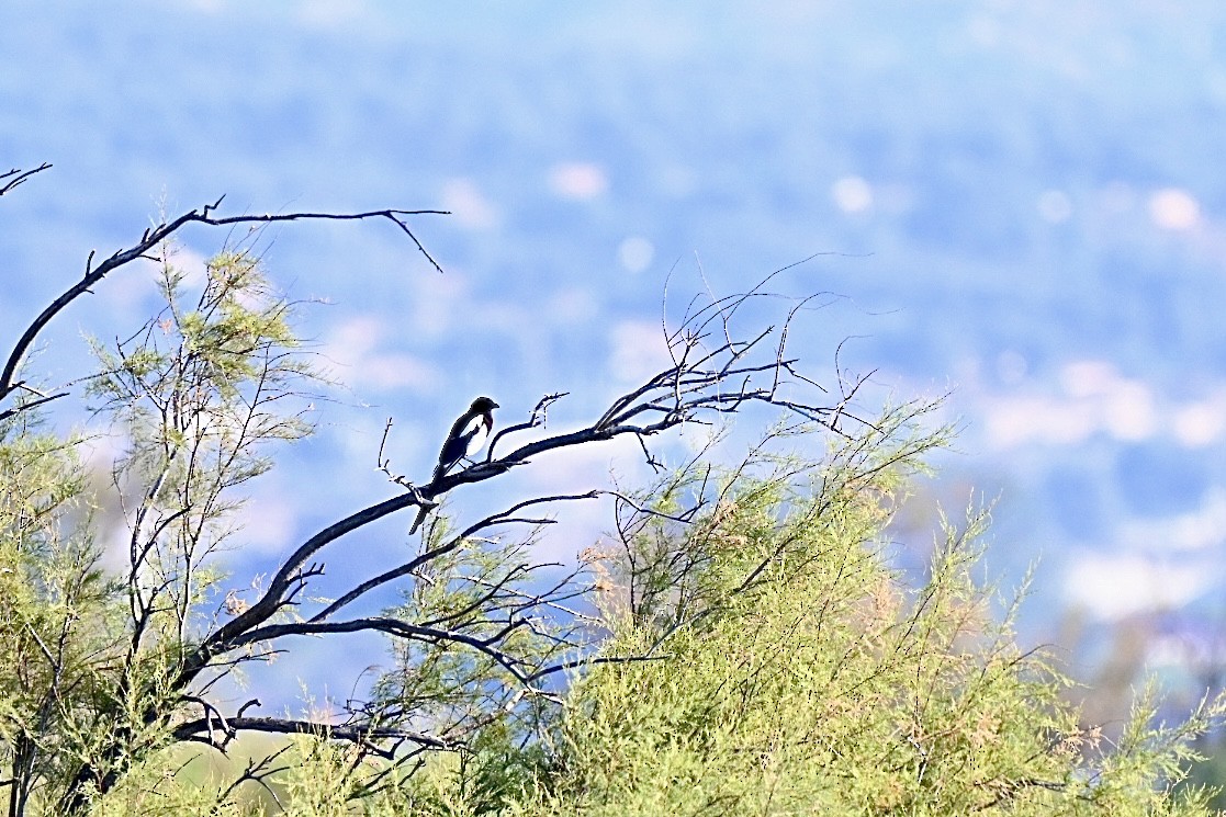Eurasian Magpie - ML638312225
