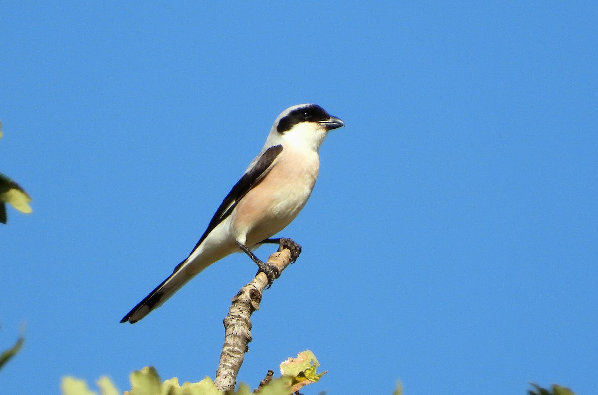 Lesser Gray Shrike - ML638312227