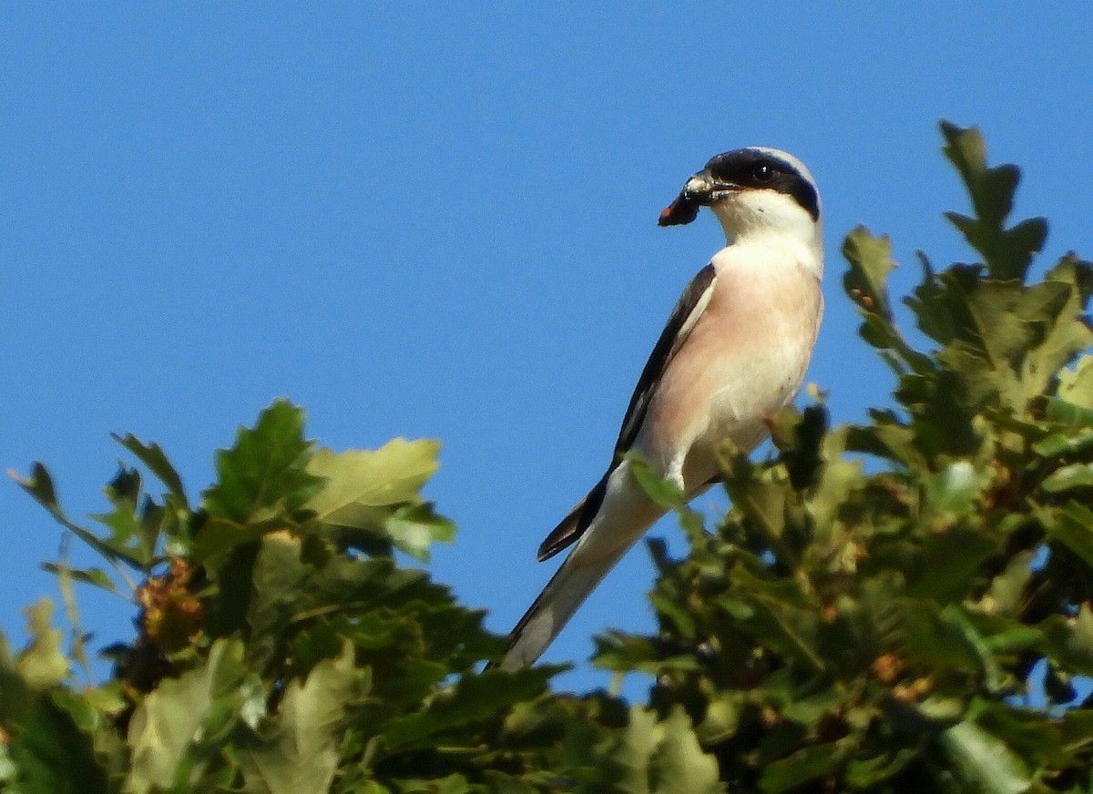 Lesser Gray Shrike - ML638312228