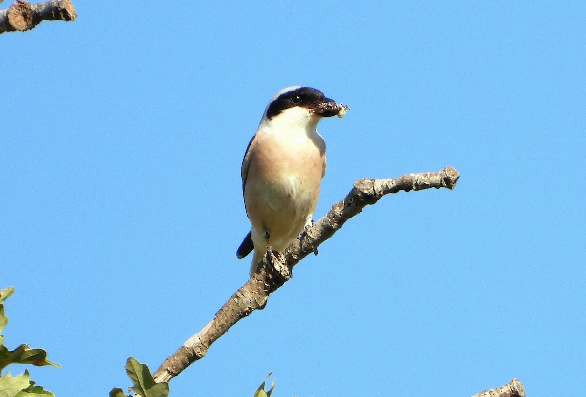 Lesser Gray Shrike - ML638312229