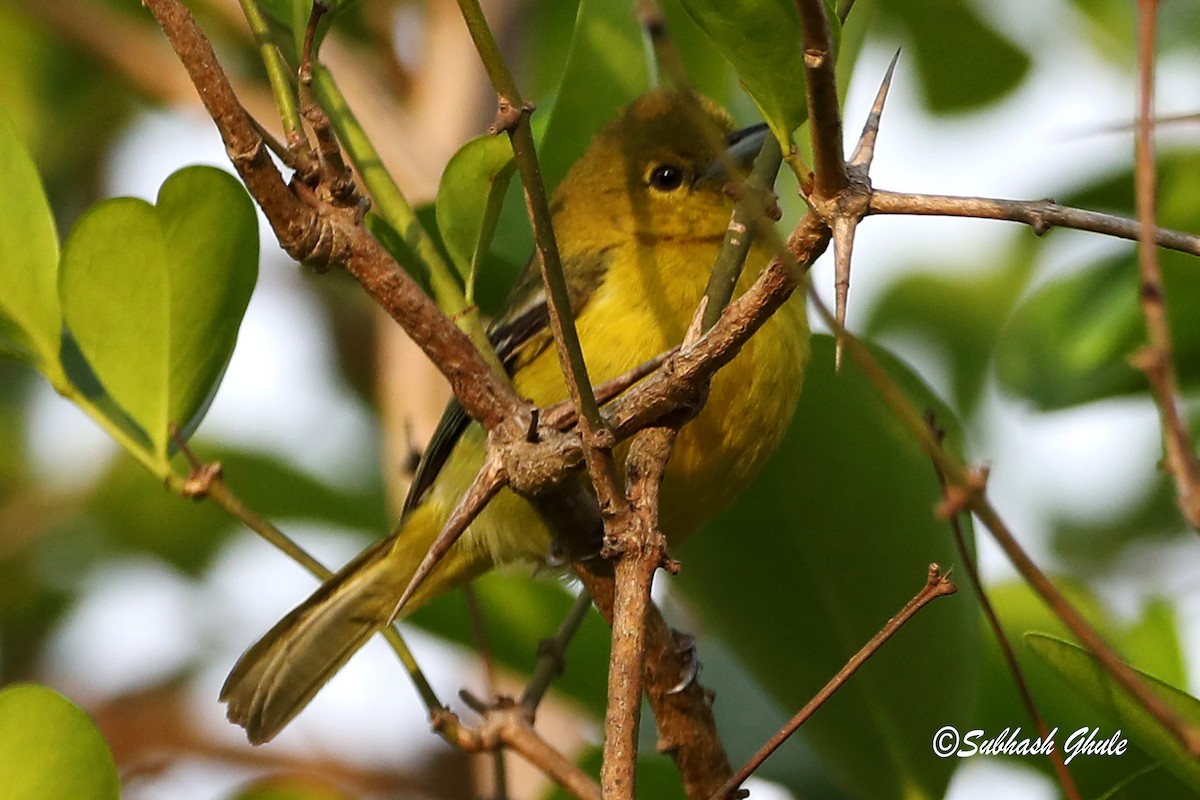Common Iora - ML638312235
