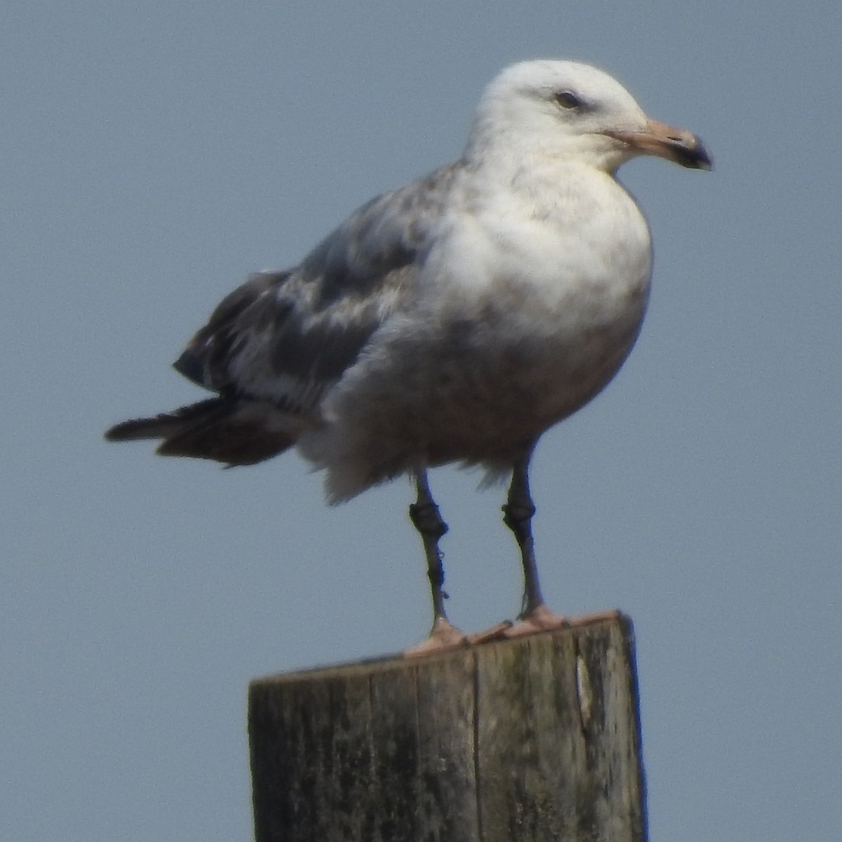 racek sp. - ML638312241