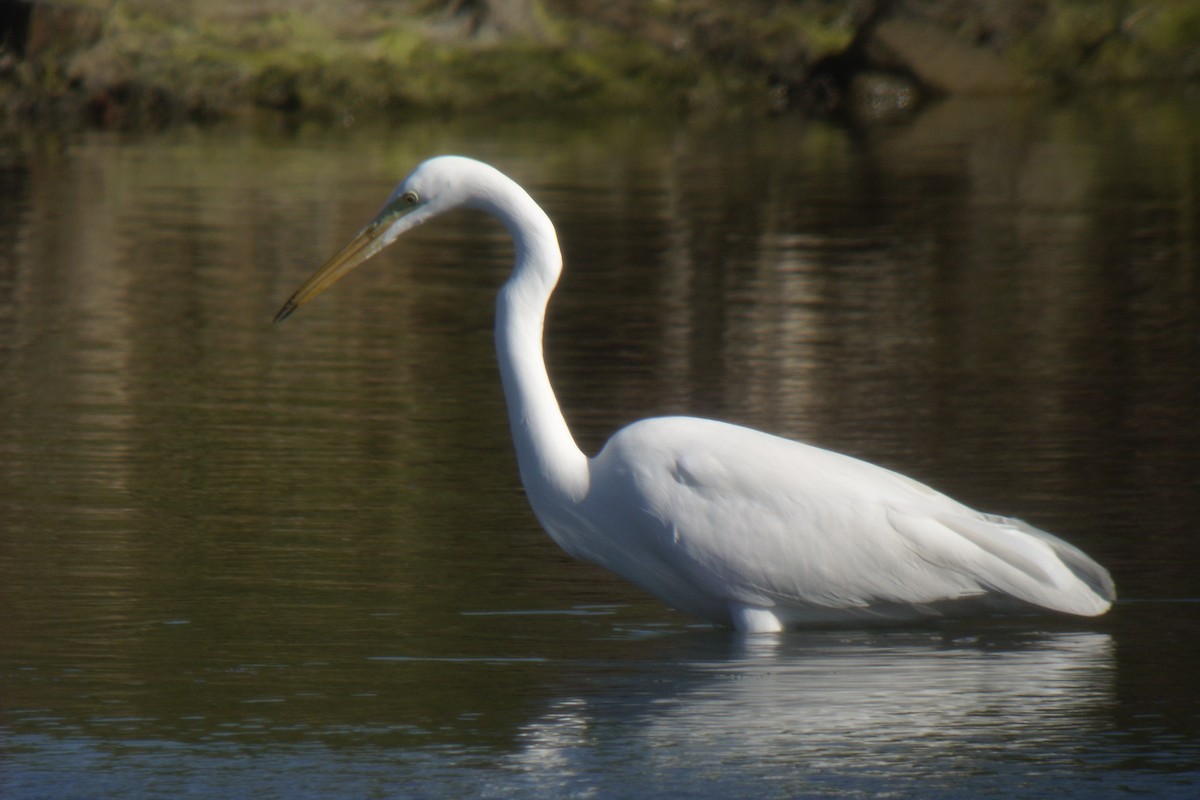 Great Egret - ML638312246
