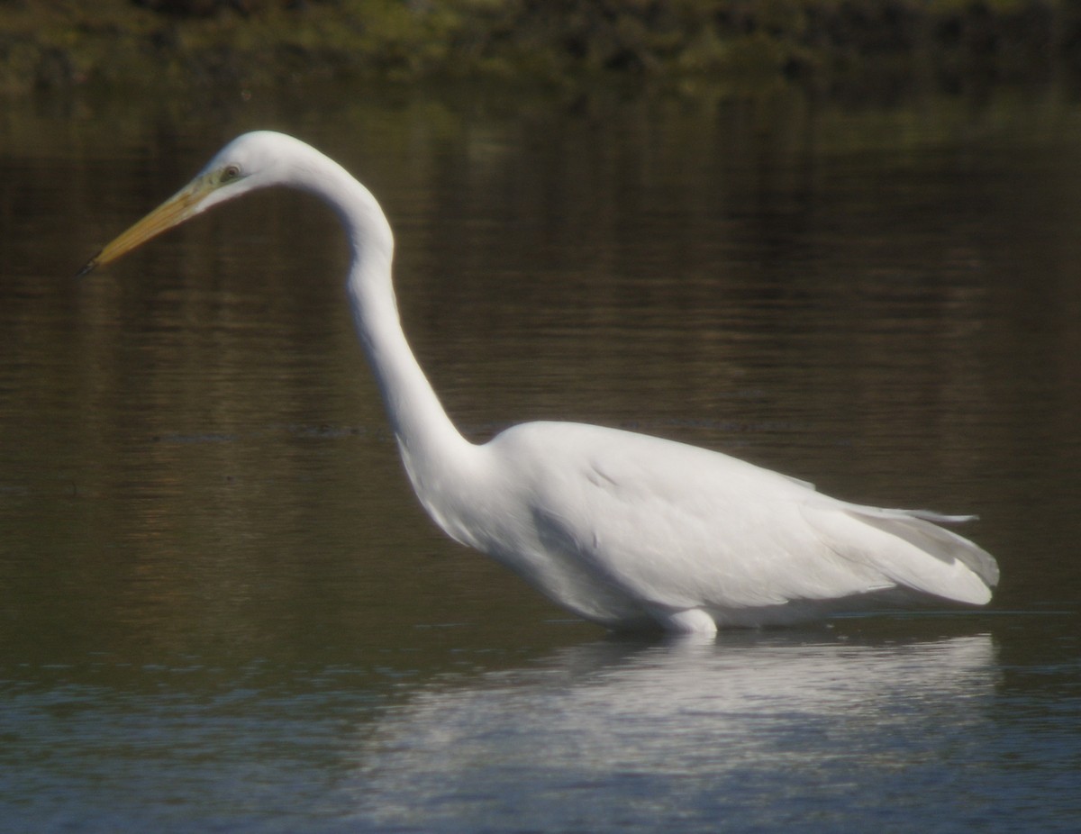 Great Egret - ML638312247