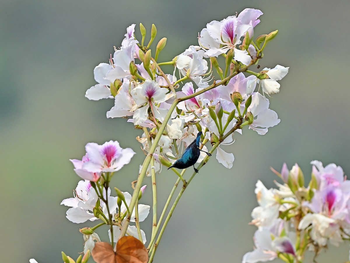 Purple Sunbird - ML638312249