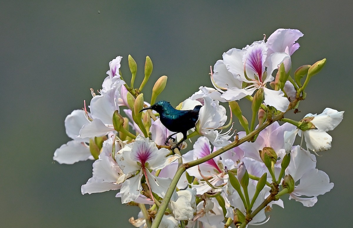 Purple Sunbird - ML638312250