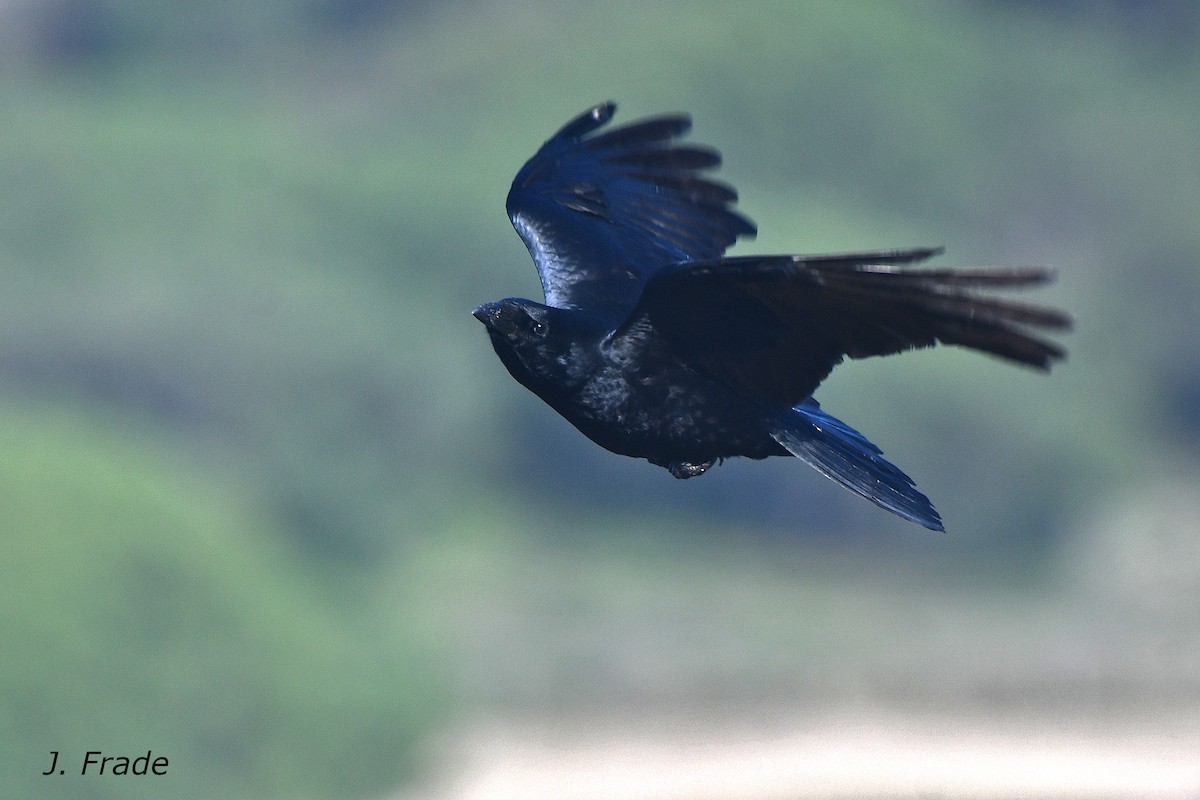 Carrion Crow - ML638312263