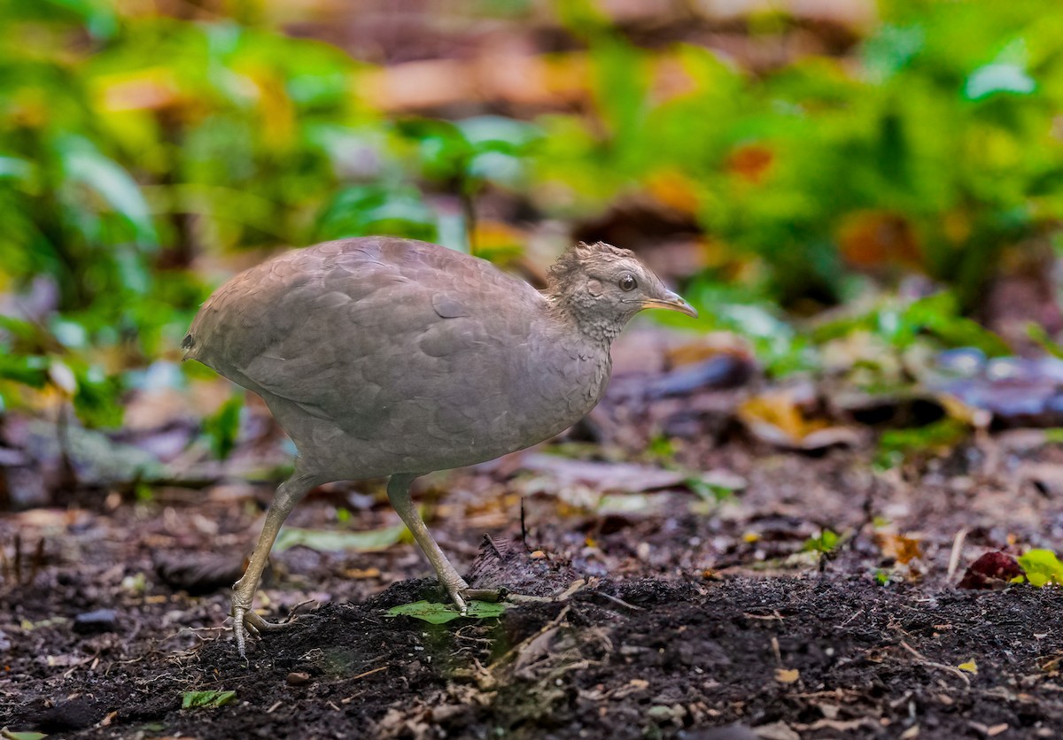 Cinereous Tinamou - ML638312264