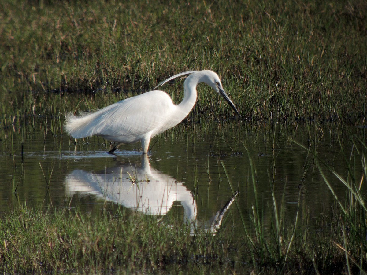 Little Egret - ML638312274