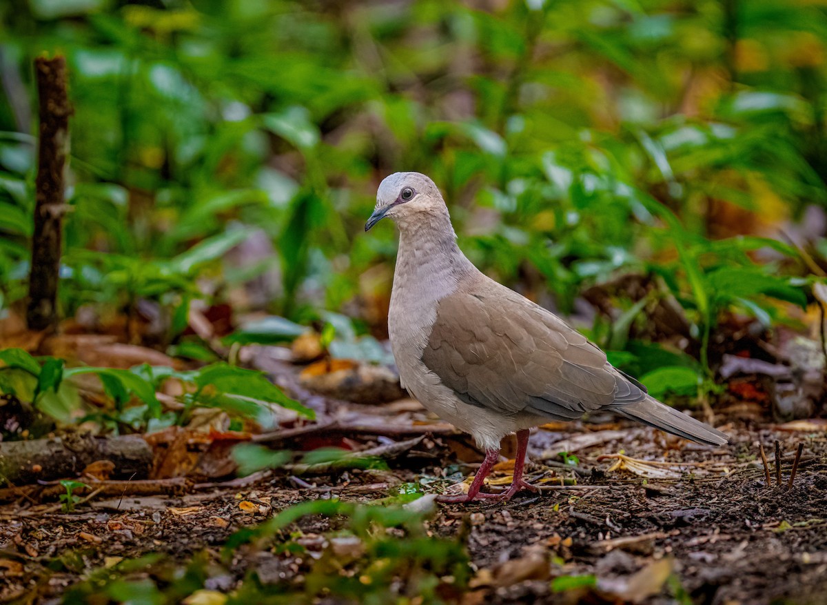 Gray-fronted Dove - ML638312277