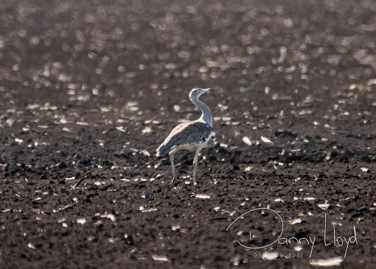 Australian Bustard - ML638312282