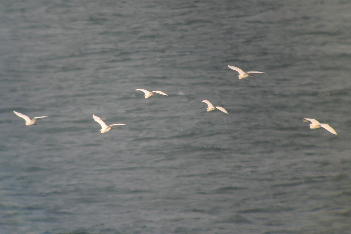 Little Egret - ML638312291