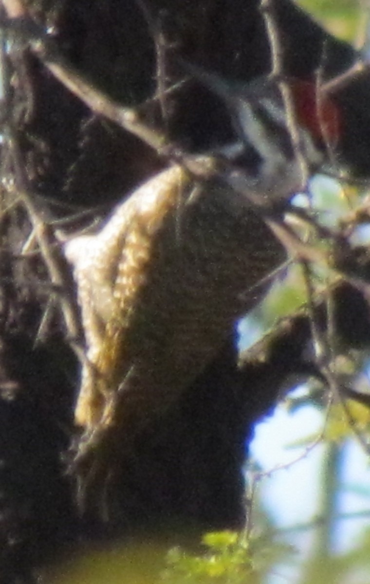 Bearded Woodpecker - ML638312300