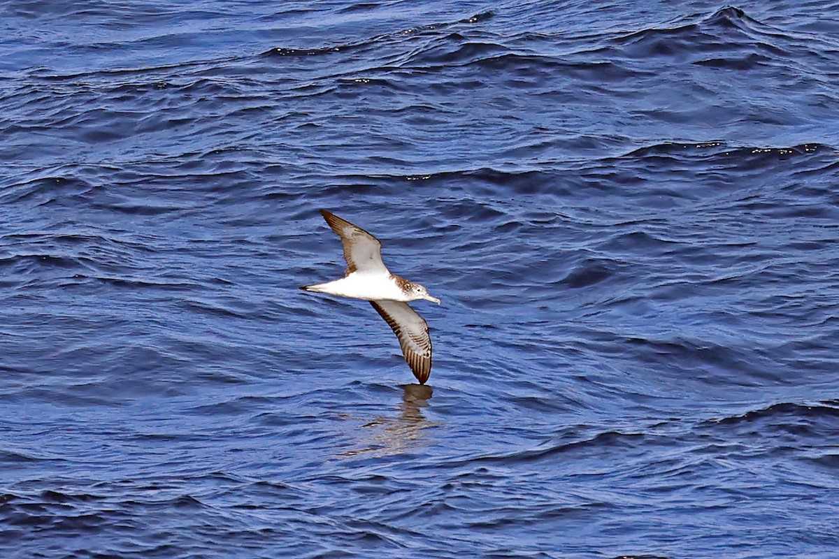 Puffin leucomèle - ML638312310