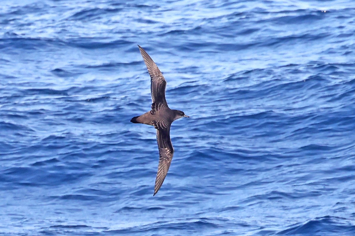 Puffin à bec grêle - ML638312311