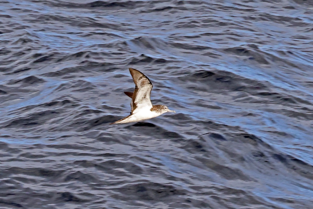 Puffin leucomèle - ML638312314