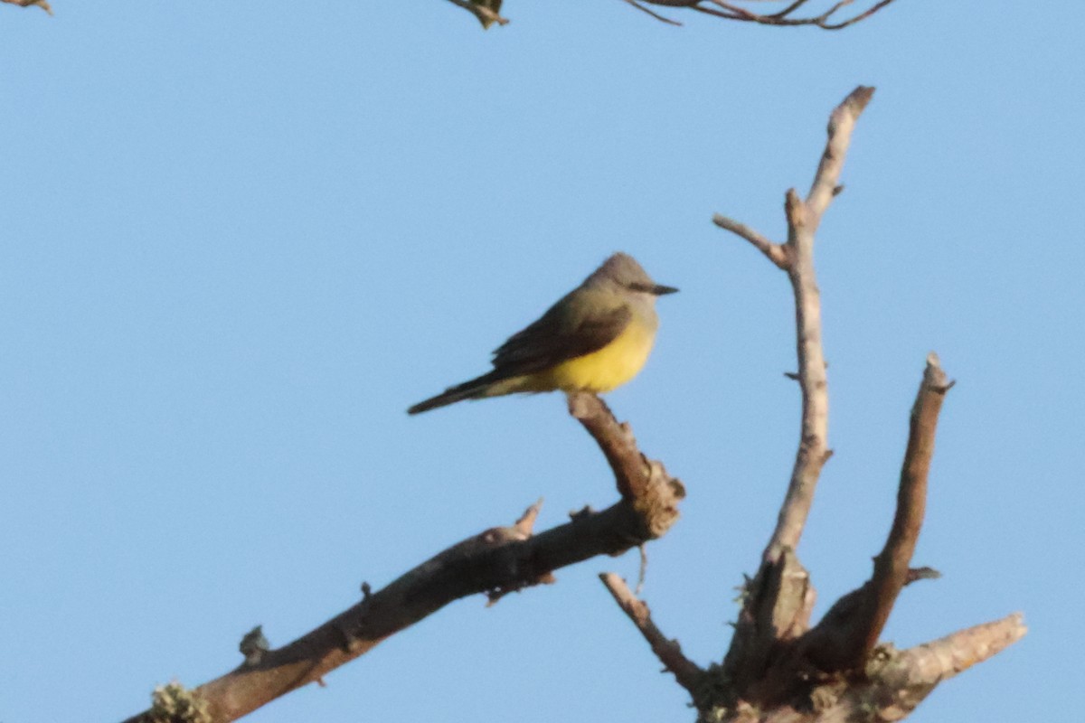 Western Kingbird - ML638312317