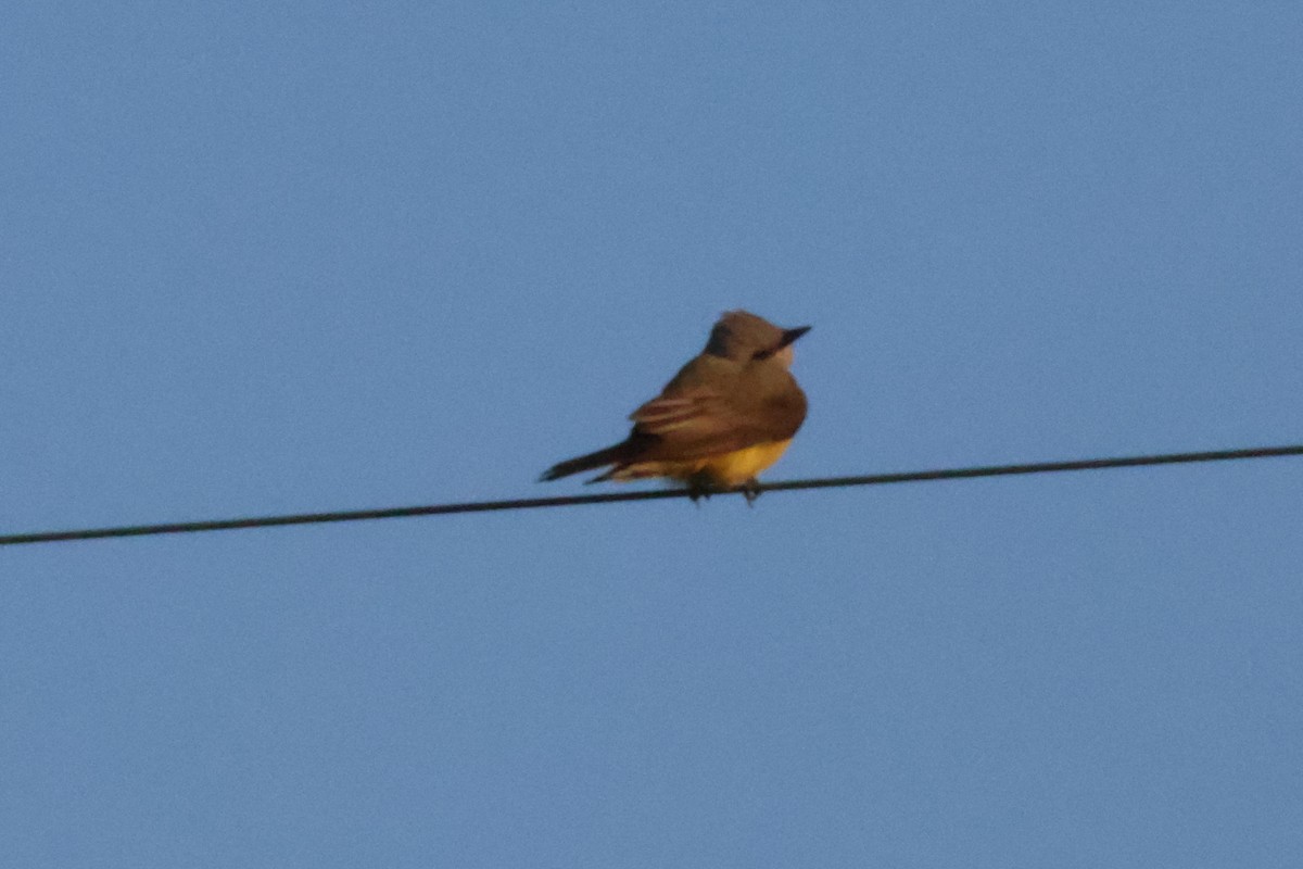Western Kingbird - ML638312318