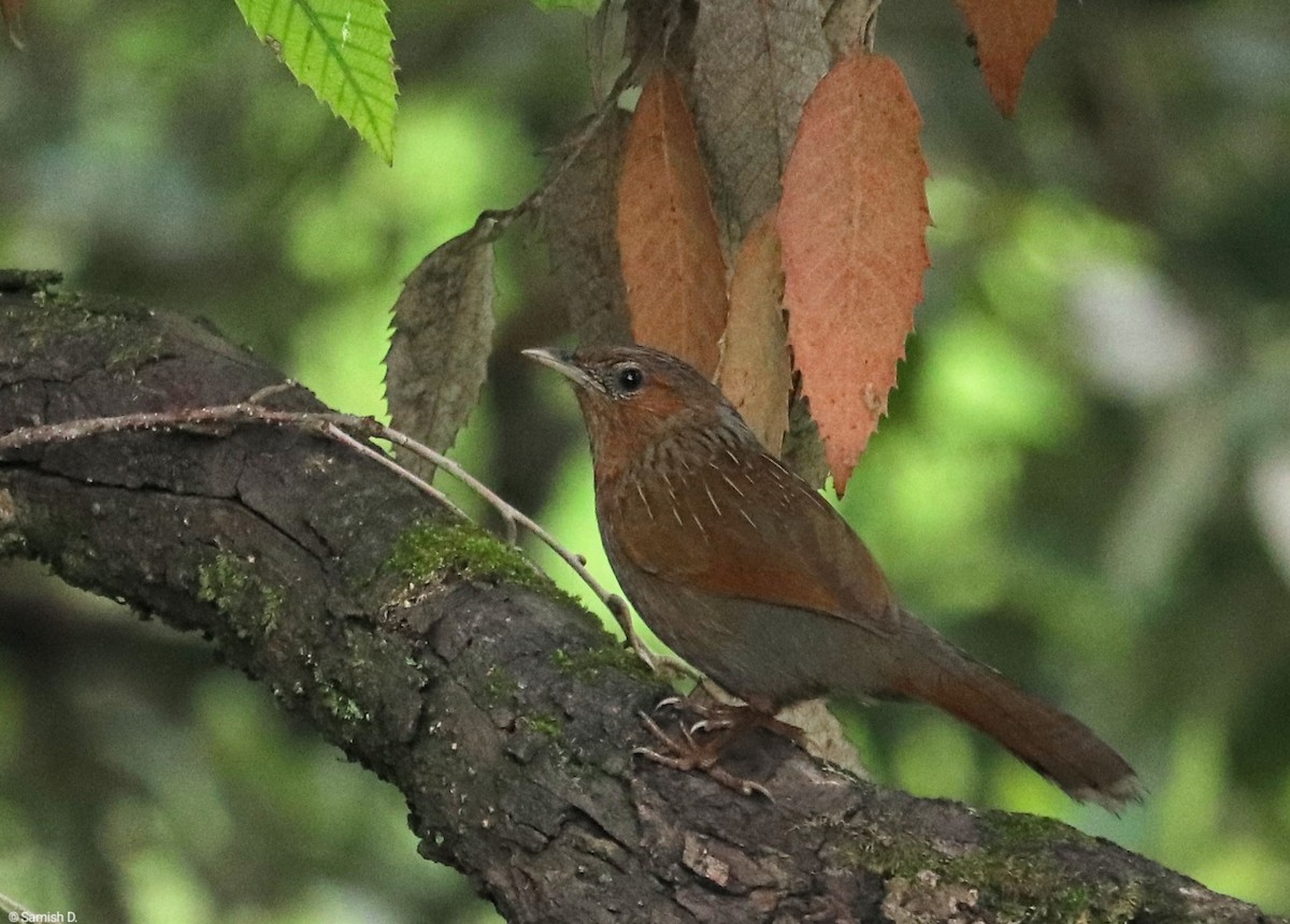 Streaked Laughingthrush - ML638312328