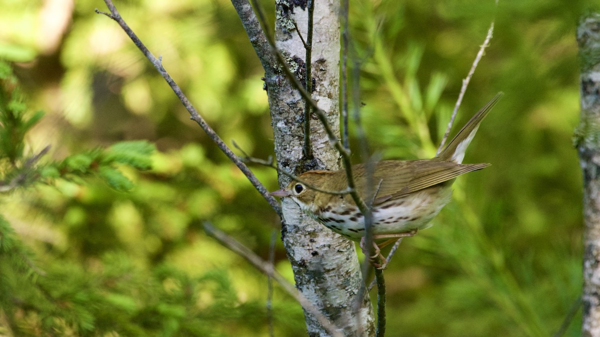Ovenbird - ML638312332