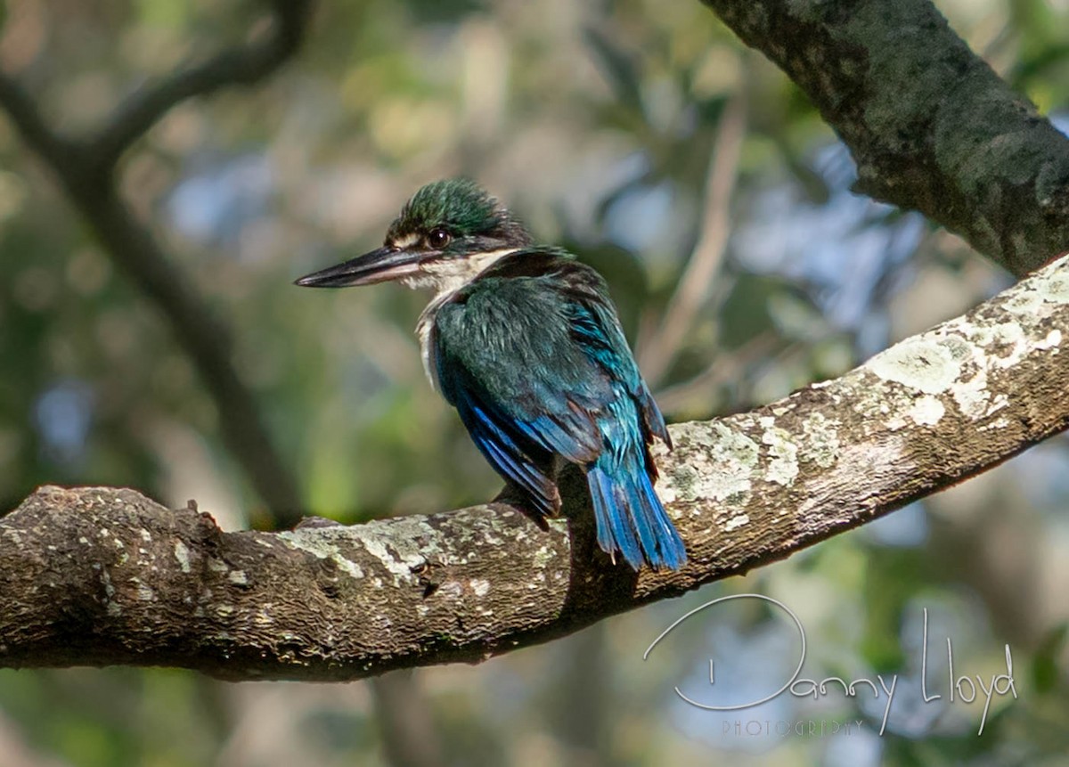 Torresian Kingfisher - ML638312337