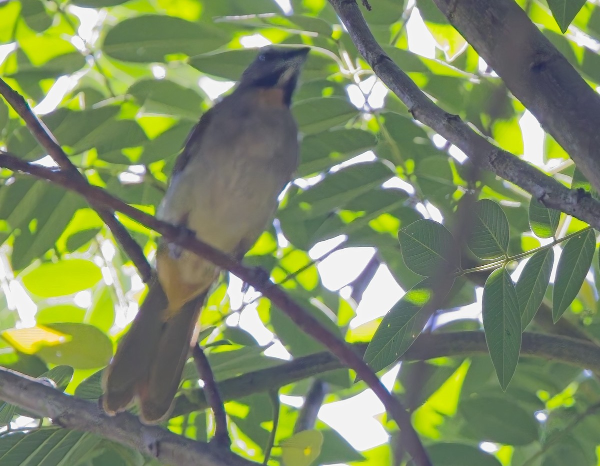 Buff-throated Saltator - ML638312340