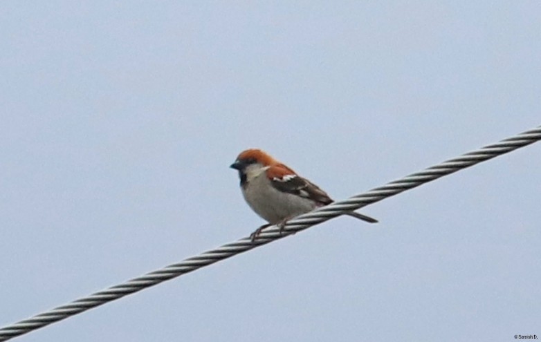 Russet Sparrow - ML638312342