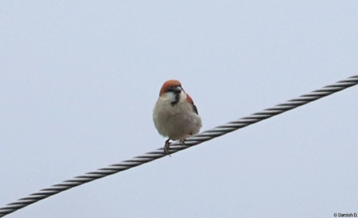 Russet Sparrow - ML638312343