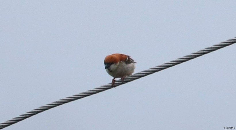 Russet Sparrow - ML638312345