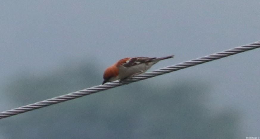 Russet Sparrow - ML638312346