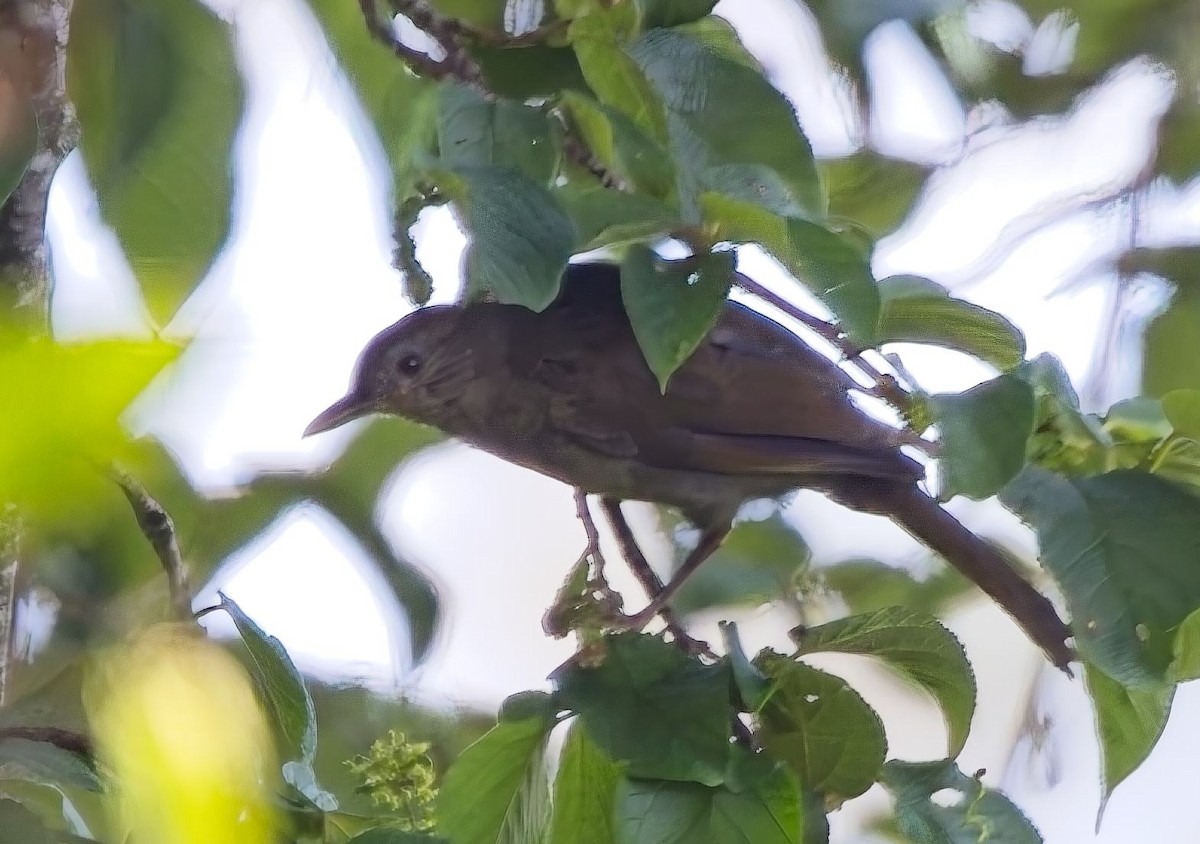 Pale-breasted Thrush - ML638312353