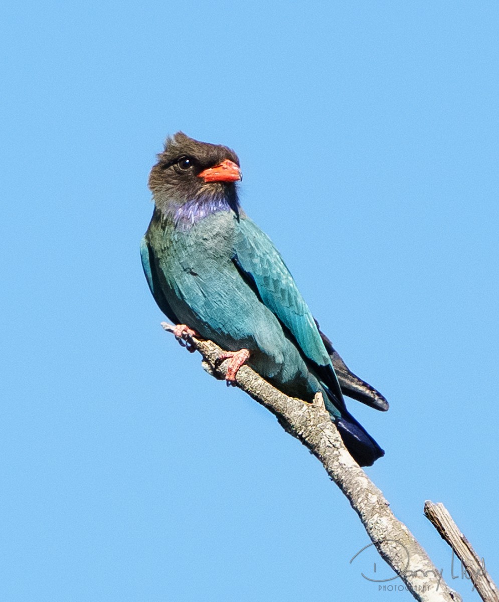 Dollarbird - ML638312355