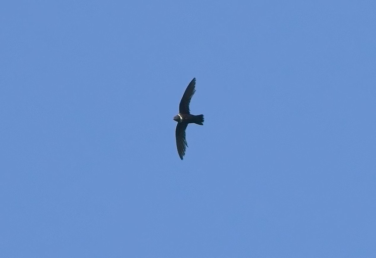 White-collared Swift - ML638312361
